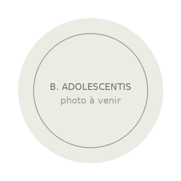 Bifidobacterium adolescentis