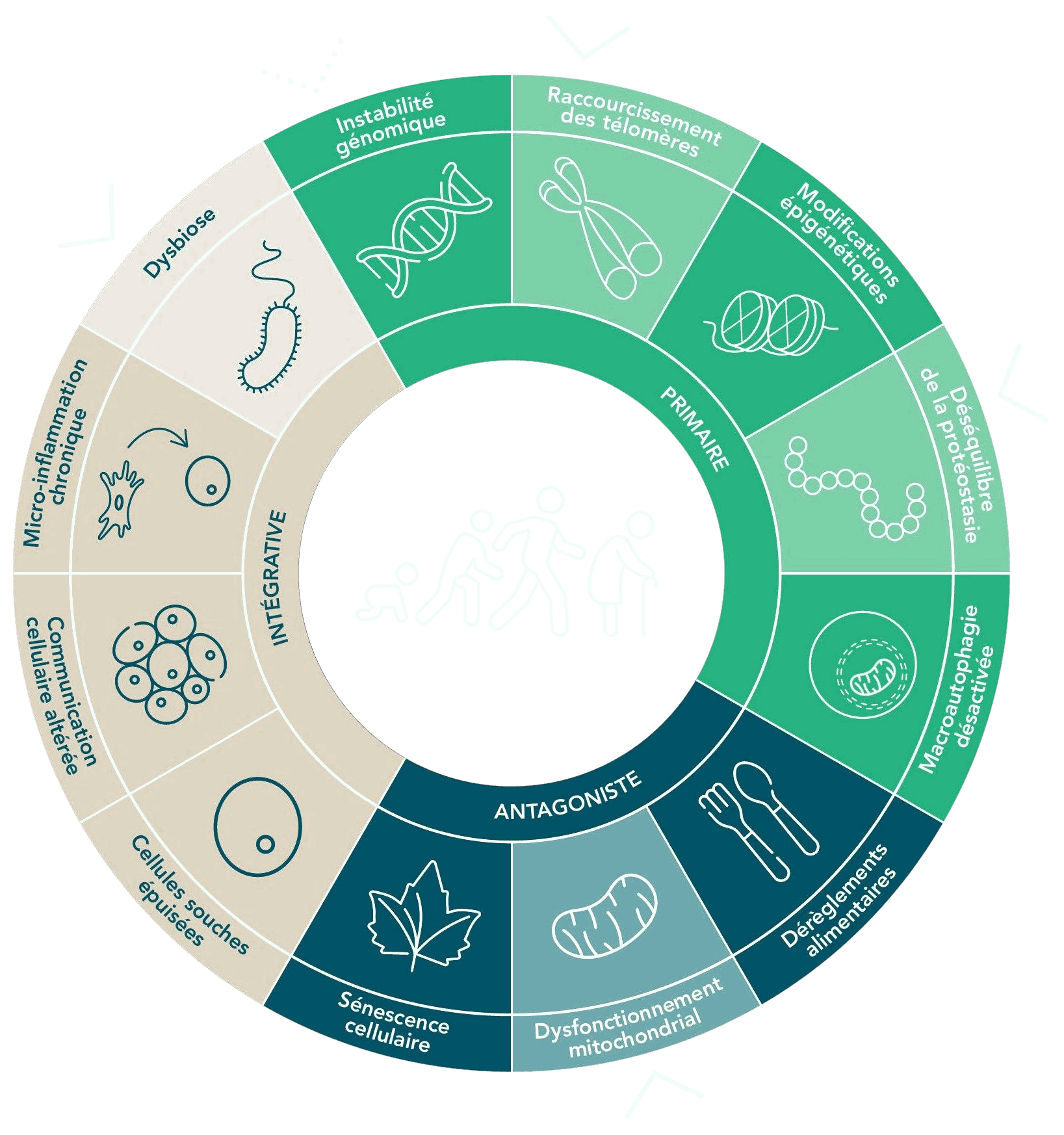 Les 12 marqueurs clés de la longévité - Roue de la longévité IDEC Therapeutic