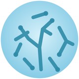 Bifidobacterium adolescentis