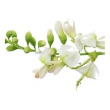 Quercétine (Sophora 95 %)